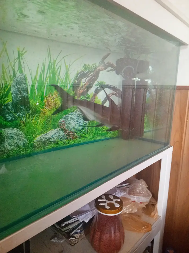 Paroon Shark for sale — photo 6