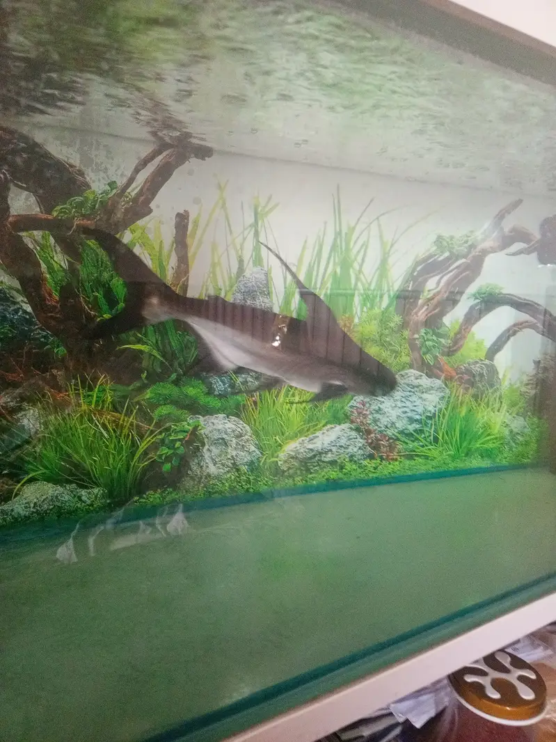 Paroon Shark for sale — photo 7