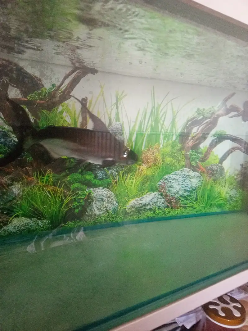 Paroon Shark for sale — photo 8