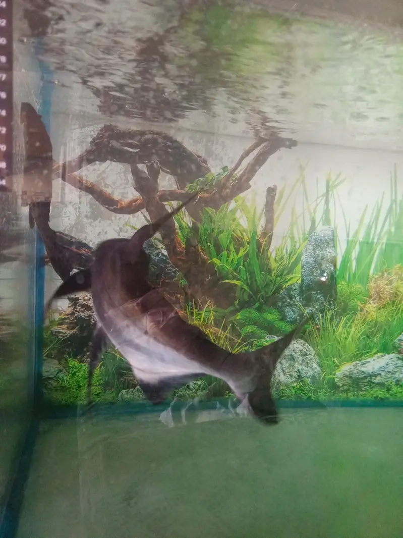 Paroon Shark for sale — photo 9