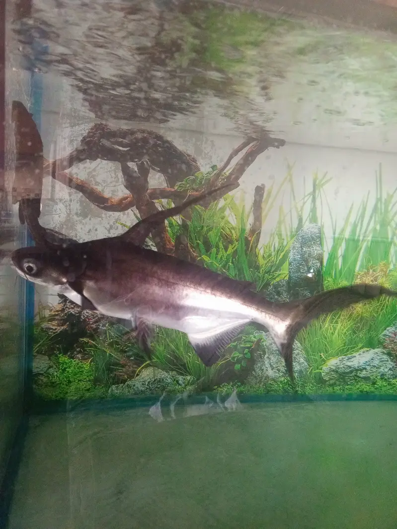 Paroon Shark for sale — photo 10