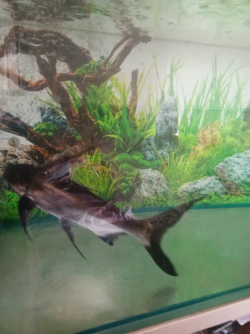 Paroon Shark for sale — photo 11