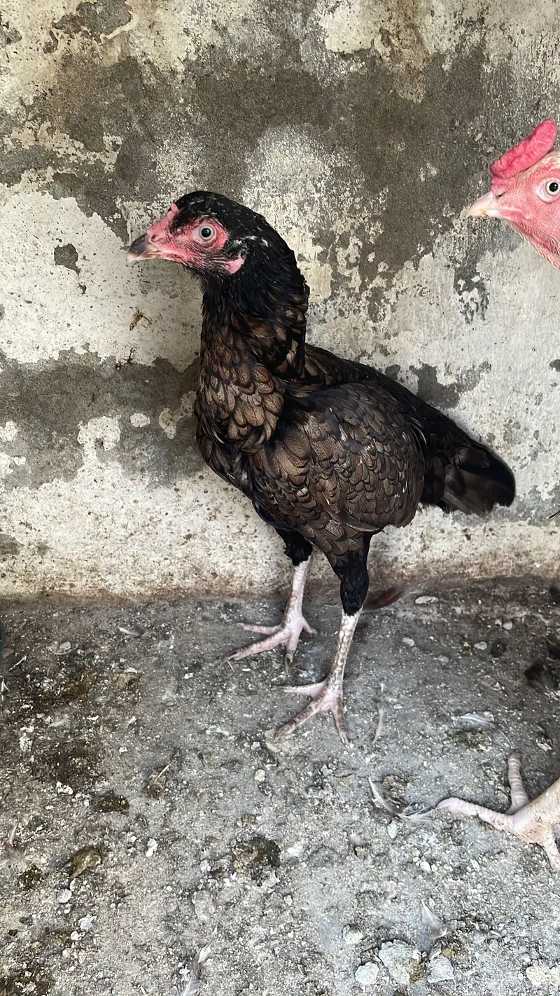 Aseel Hen beautiful Feathers — photo 5