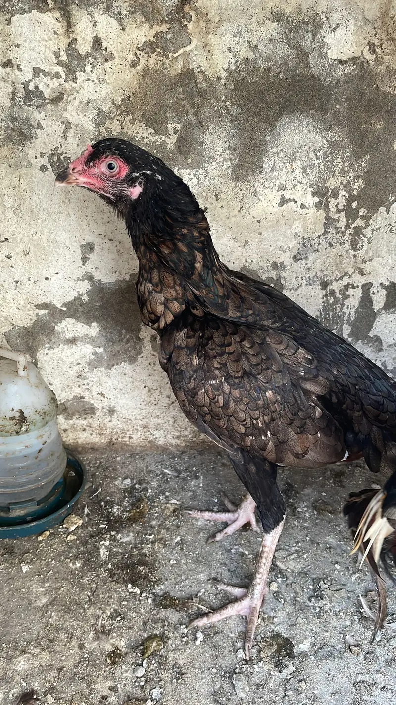 Aseel Hen beautiful Feathers — photo 7