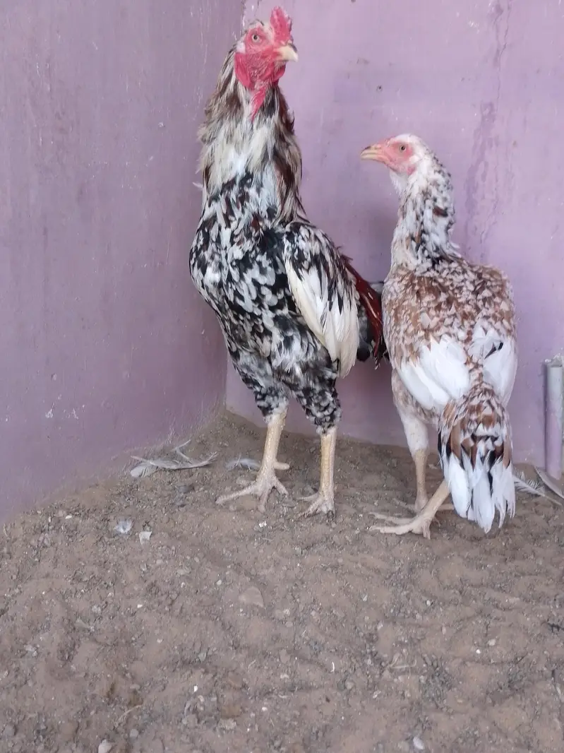 selling aseel jagerri murga — photo 4