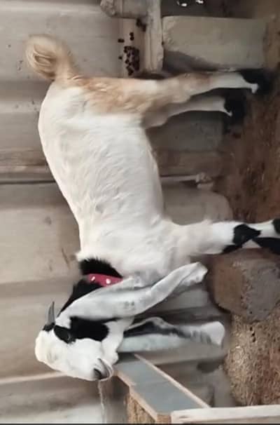 BAKRA AND 2 DUMBY FOR SALE