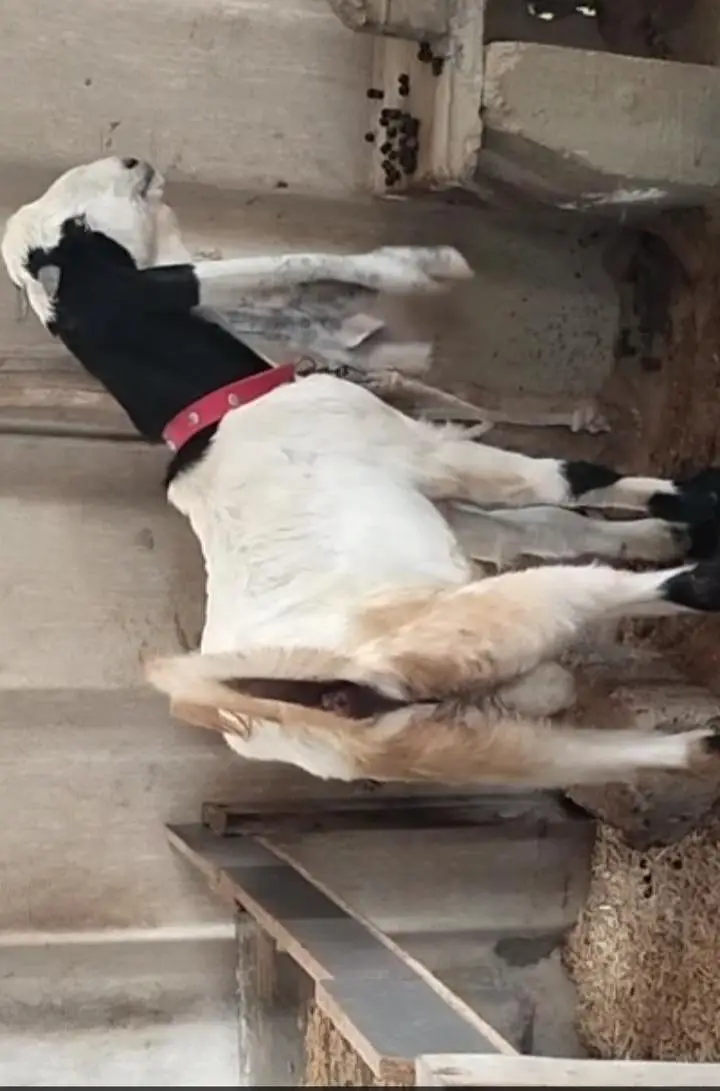 BAKRA AND 2 DUMBY FOR SALE — photo 2