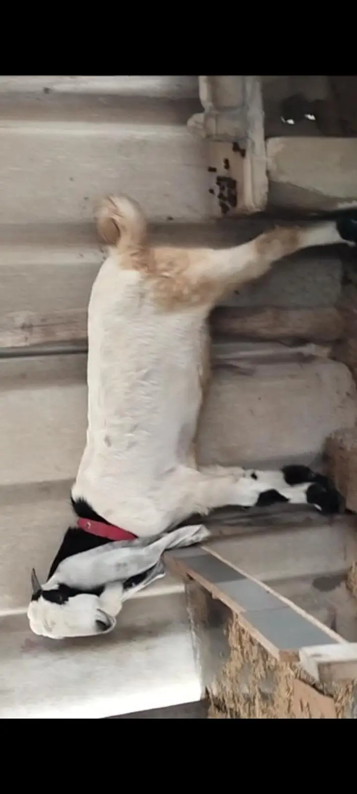 BAKRA AND 2 DUMBY FOR SALE — photo 3
