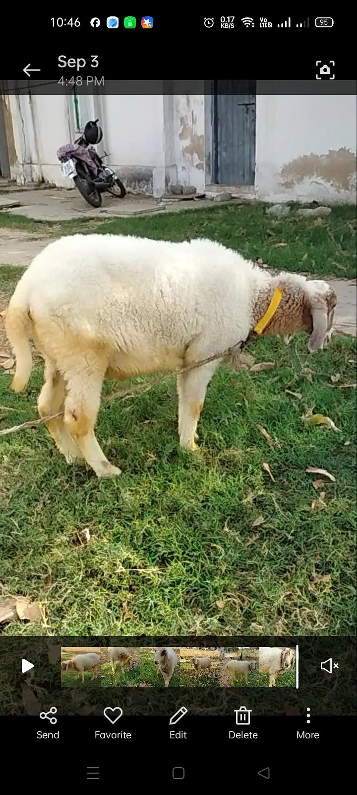 BAKRA AND 2 DUMBY FOR SALE — photo 4