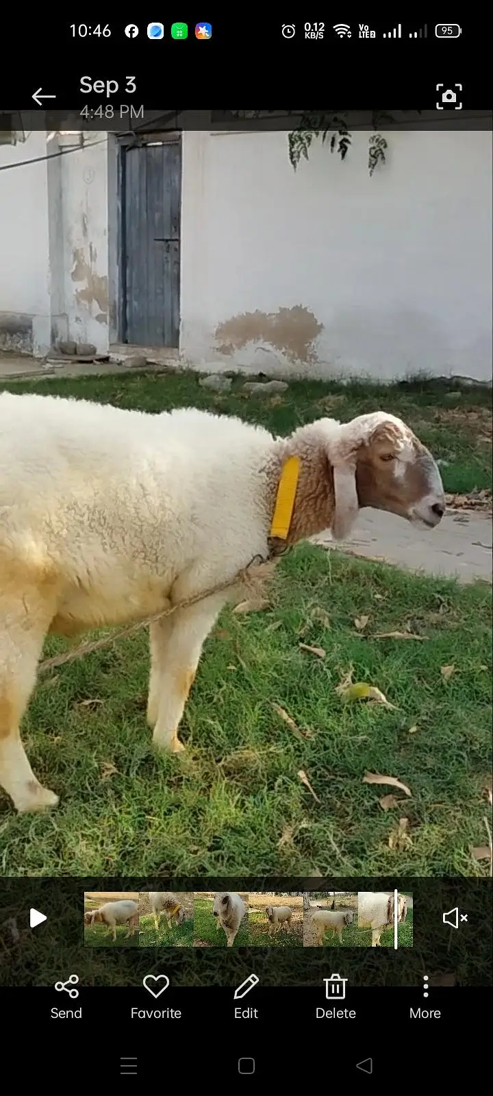BAKRA AND 2 DUMBY FOR SALE — photo 5