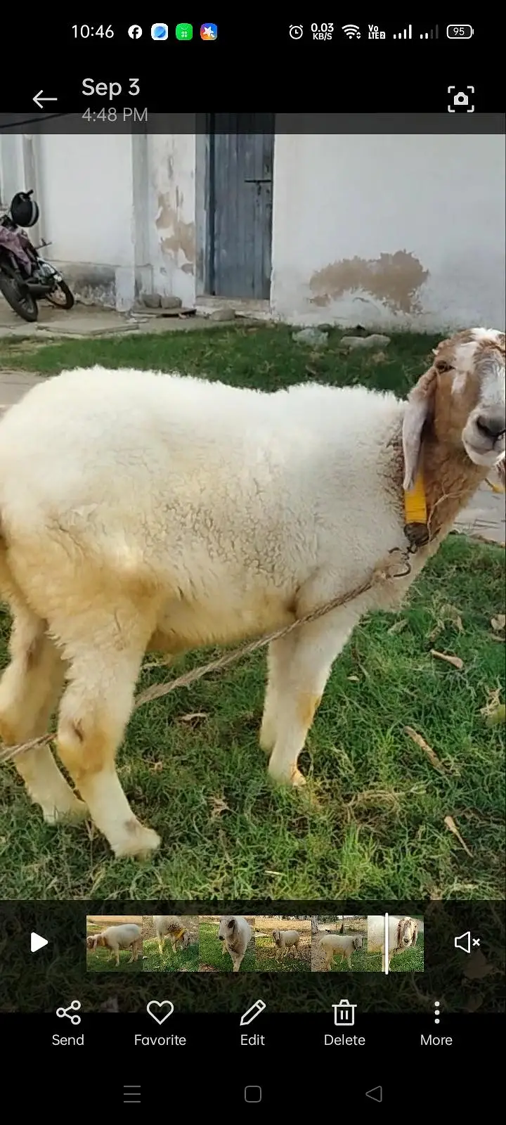 BAKRA AND 2 DUMBY FOR SALE — photo 6