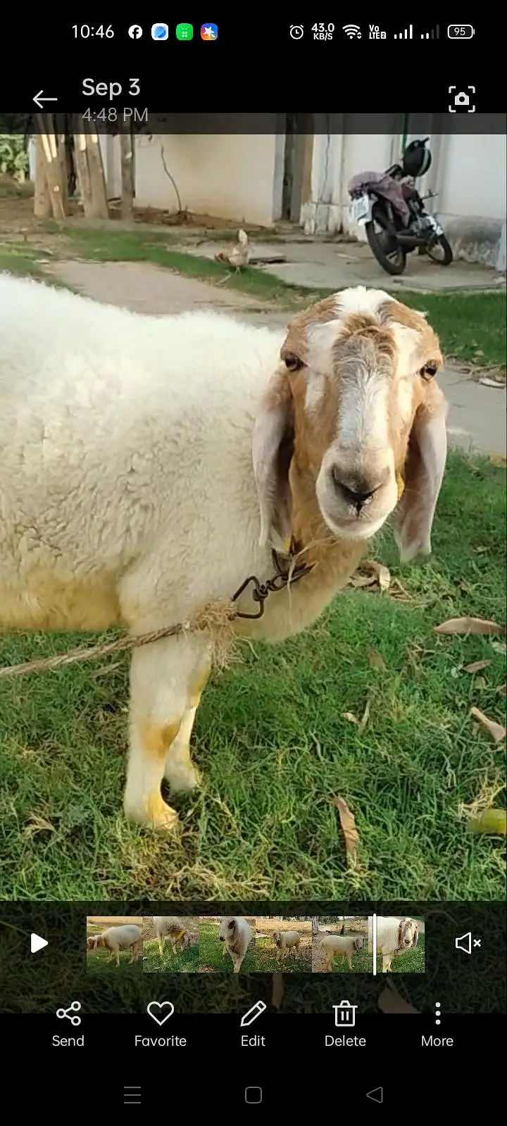 BAKRA AND 2 DUMBY FOR SALE — photo 7