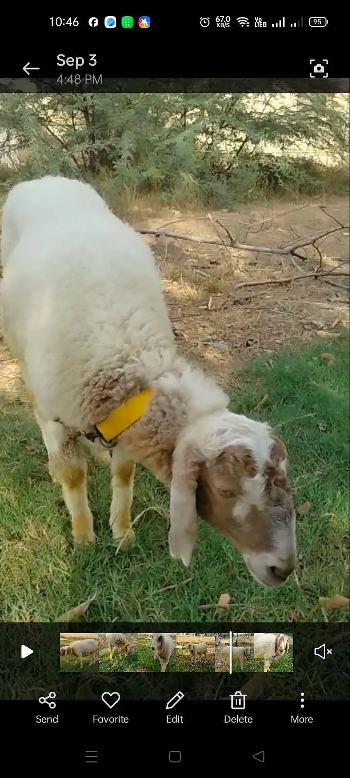 BAKRA AND 2 DUMBY FOR SALE — photo 8
