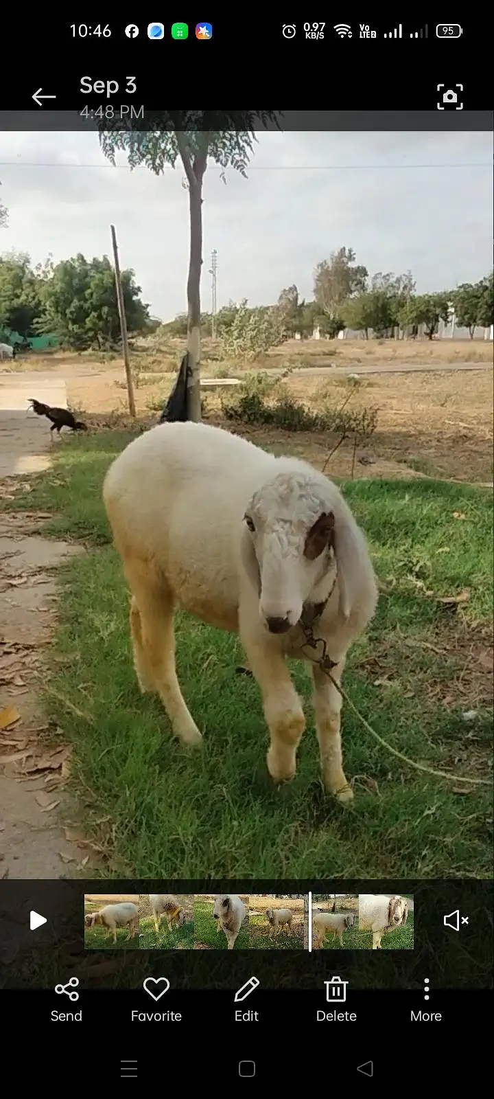 BAKRA AND 2 DUMBY FOR SALE — photo 9