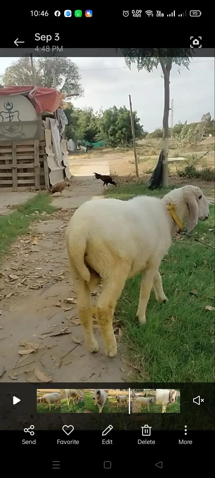 BAKRA AND 2 DUMBY FOR SALE — photo 10