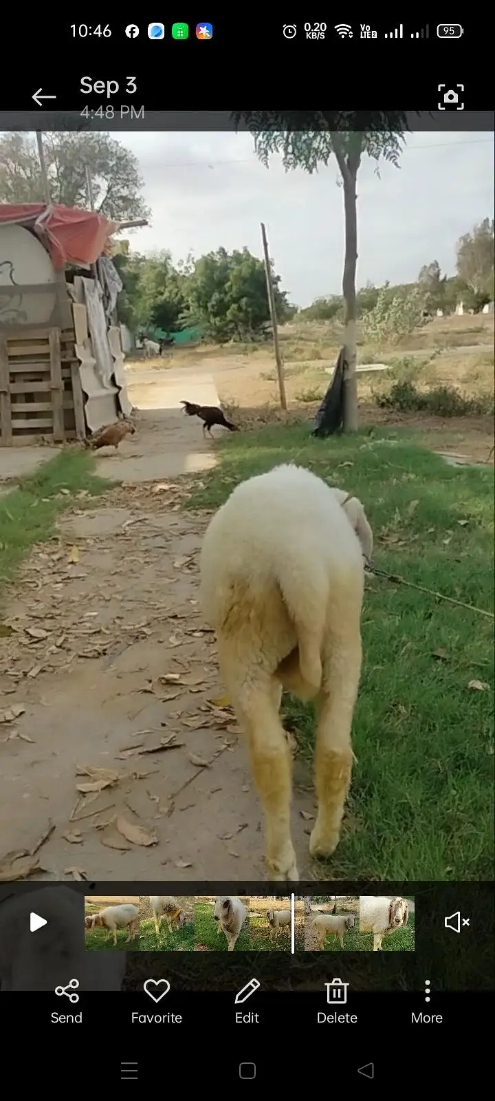 BAKRA AND 2 DUMBY FOR SALE — photo 11