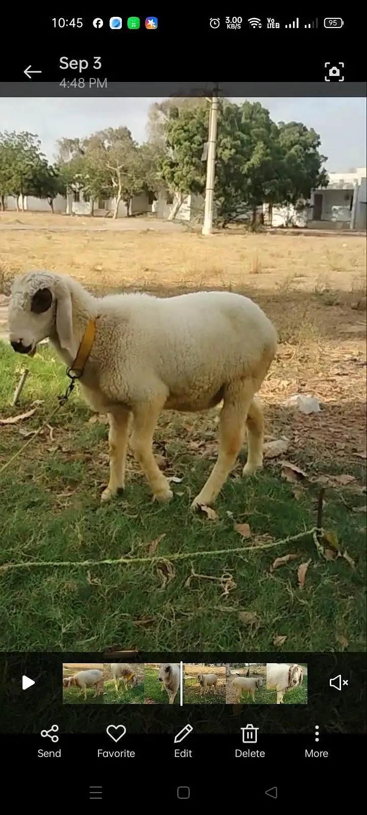 BAKRA AND 2 DUMBY FOR SALE — photo 12