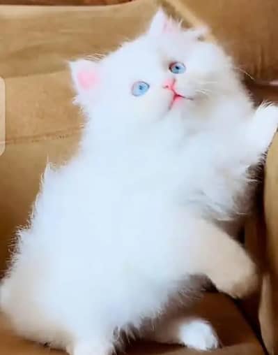(Persian female kitten) (for sale all) (Pakistan delivery available)