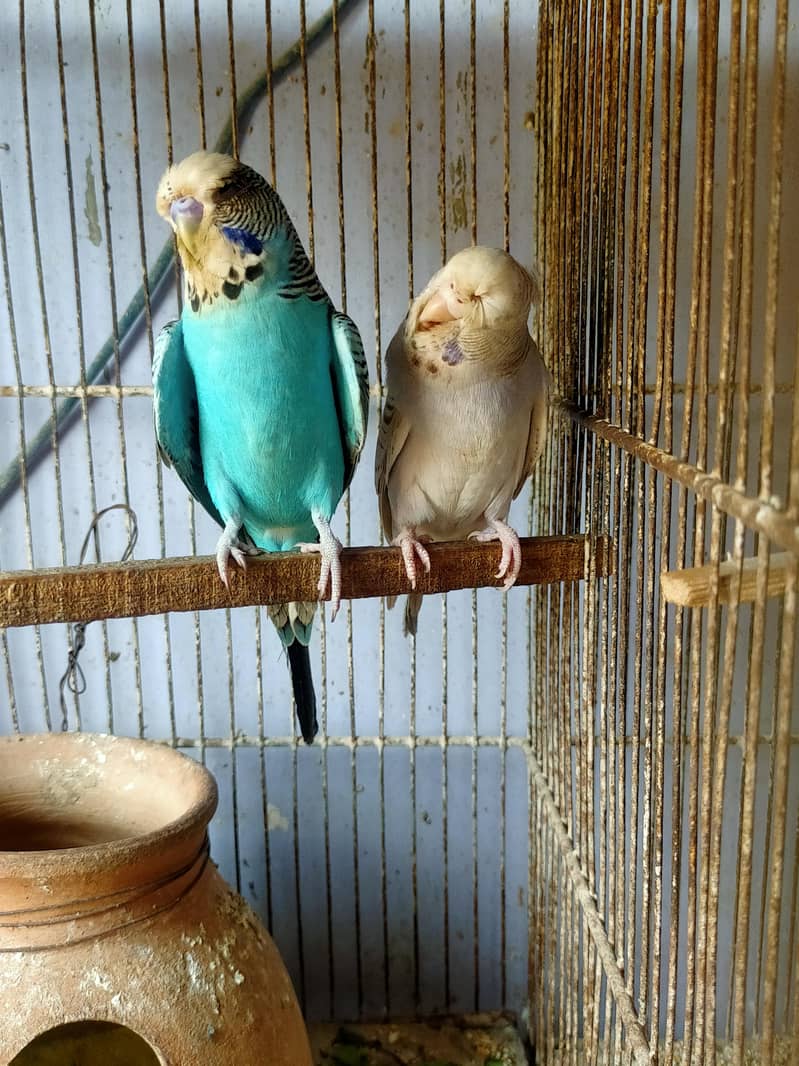 Budgies Undersize 0