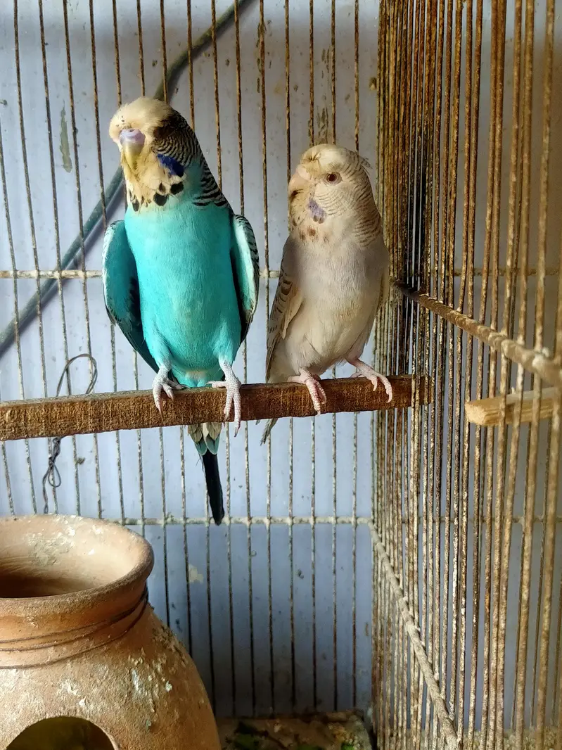 Budgies Undersize — photo 2
