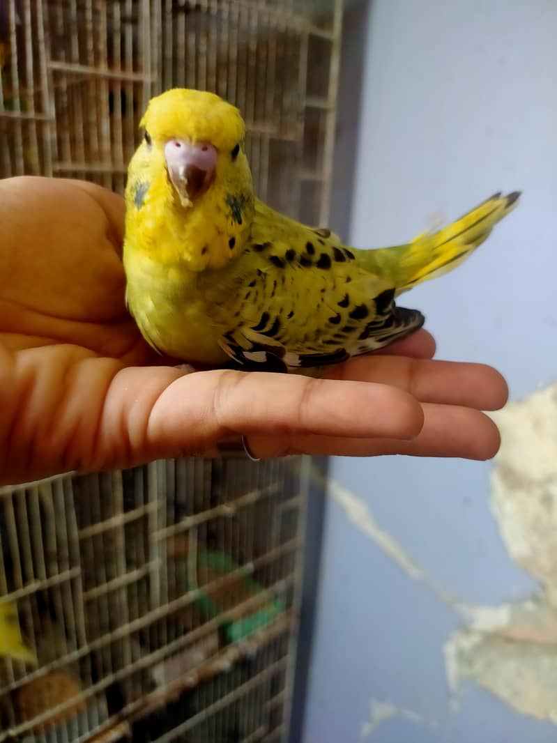 Budgies Undersize 2