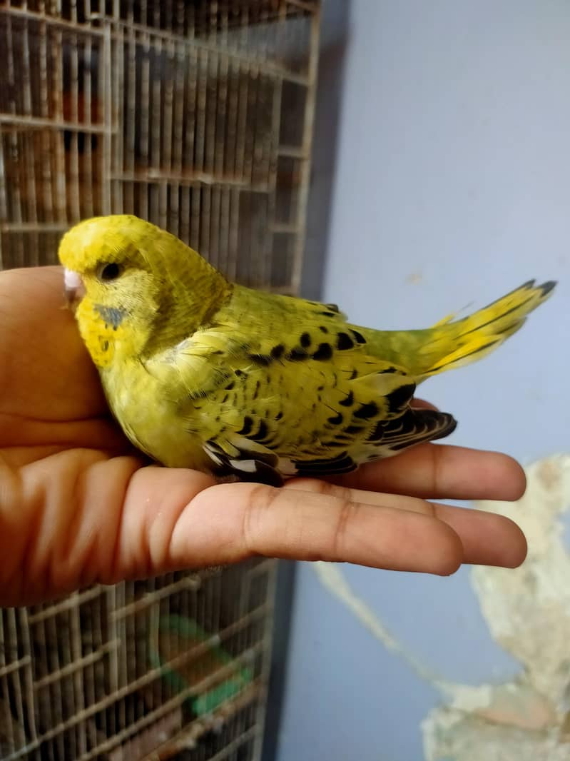Budgies Undersize 3