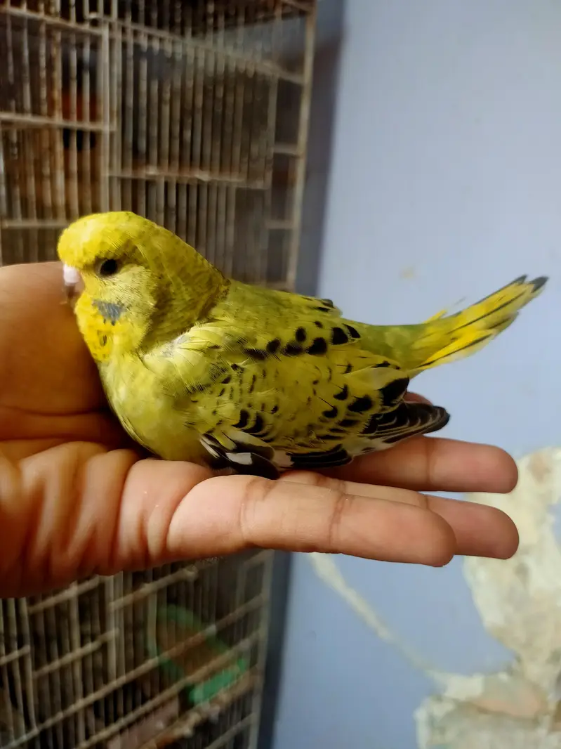 Budgies Undersize — photo 4