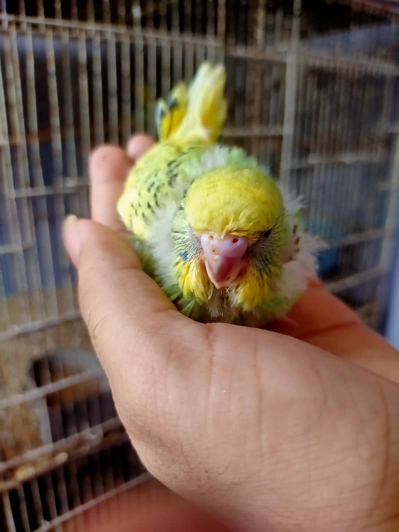 Budgies Undersize 4