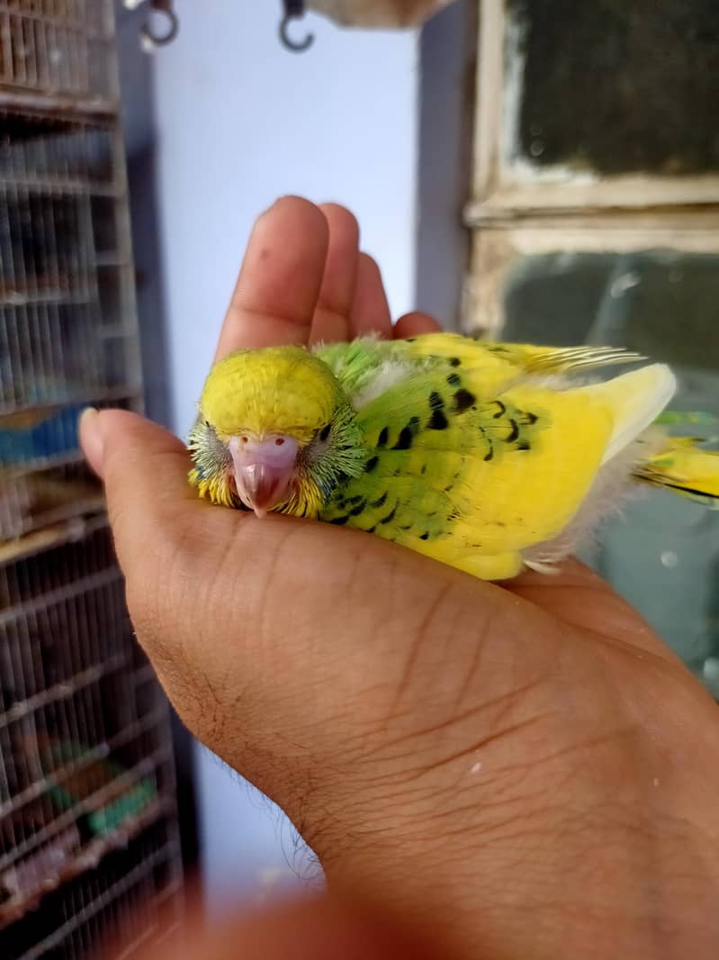 Budgies Undersize 5