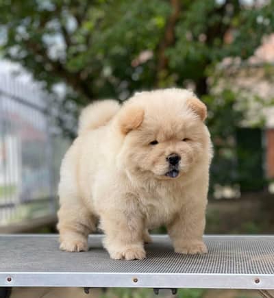 Chow chow lion head black tongue Chinese