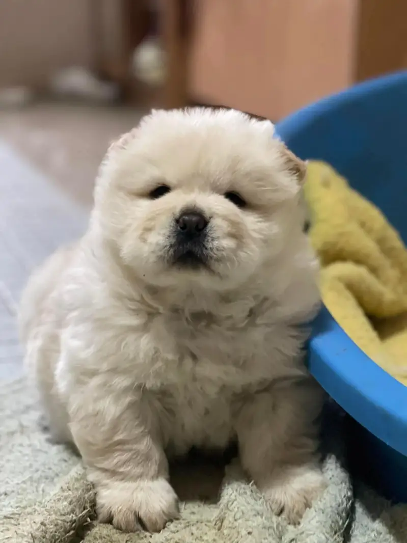 Chow chow lion head black tongue Chinese — photo 2