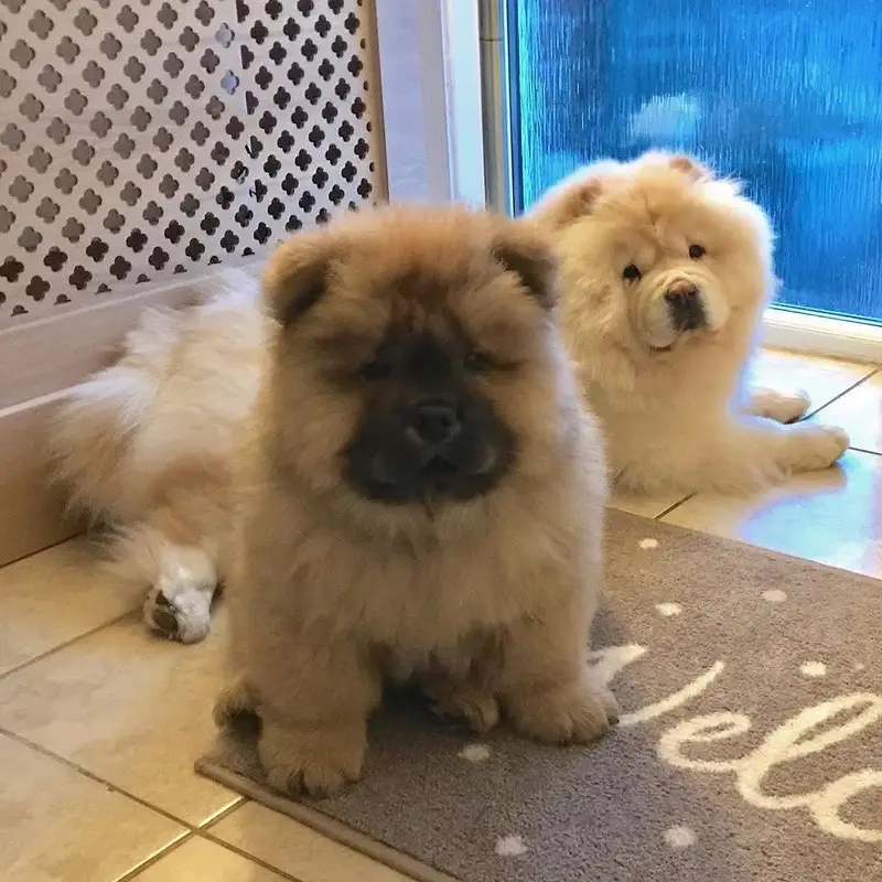 Chow chow lion head black tongue Chinese — photo 3