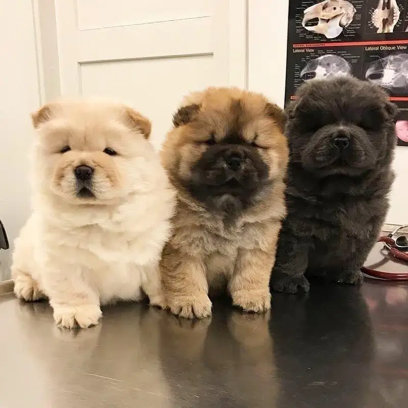 Chow chow lion head black tongue Chinese — photo 4