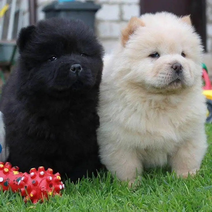 Chow chow lion head black tongue Chinese — photo 5