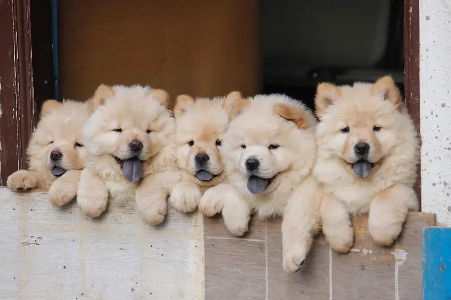 Chow chow lion head black tongue Chinese — photo 6