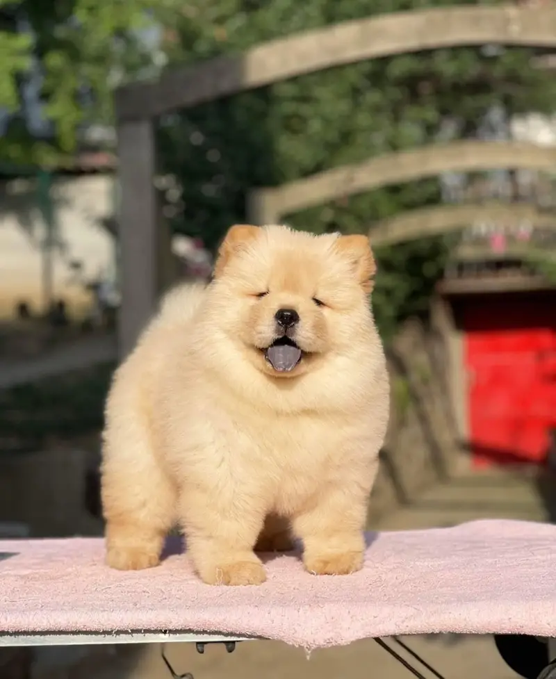 Chow chow lion head black tongue Chinese — photo 7