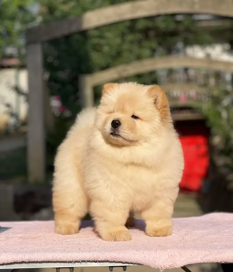 Chow chow lion head black tongue Chinese — photo 8