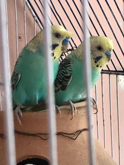 Australian parrot with 4 chicks