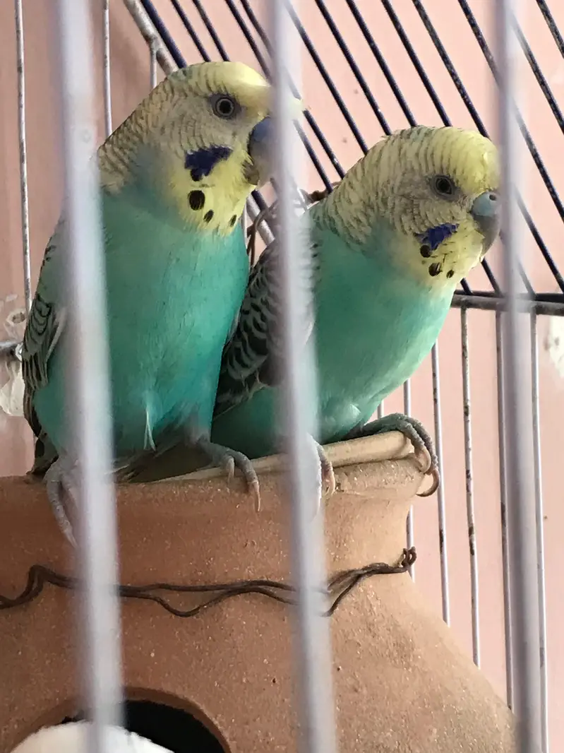 Australian parrot with 4 chicks — photo 2