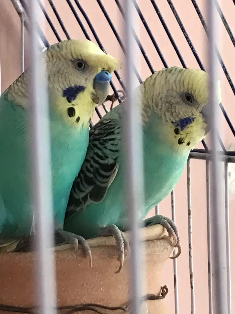 Australian parrot with 4 chicks — photo 3