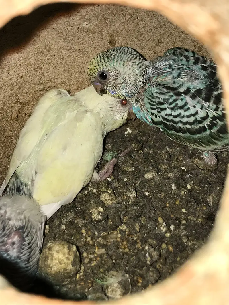 Australian parrot with 4 chicks — photo 4