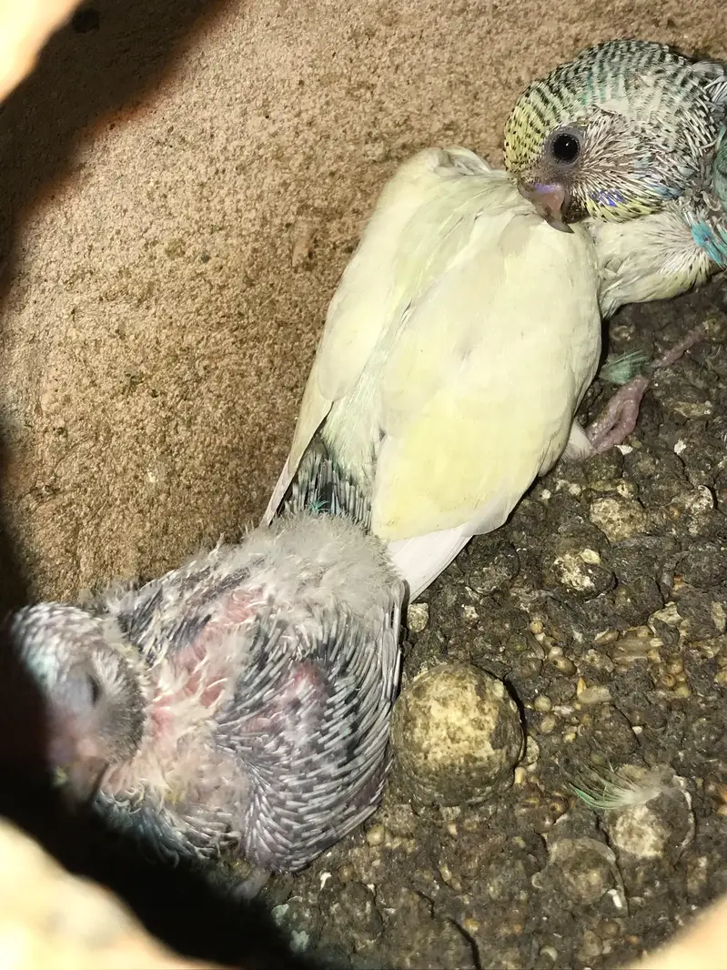 Australian parrot with 4 chicks — photo 5