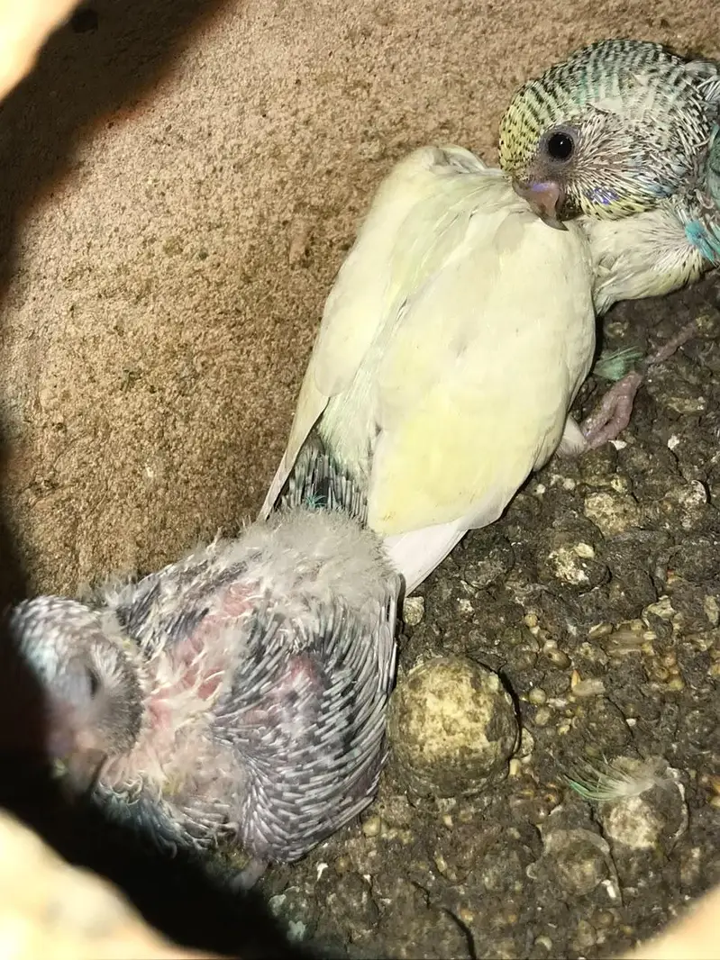 Australian parrot with 4 chicks — photo 6