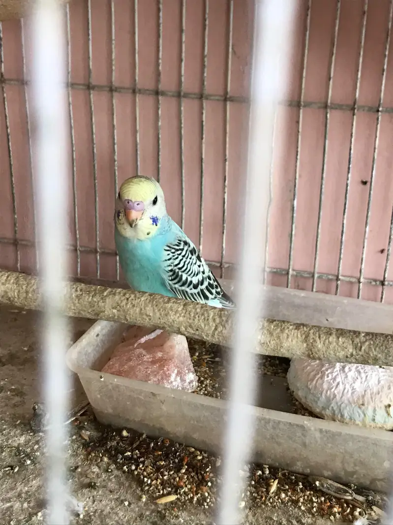 Australian parrot with 4 chicks — photo 7