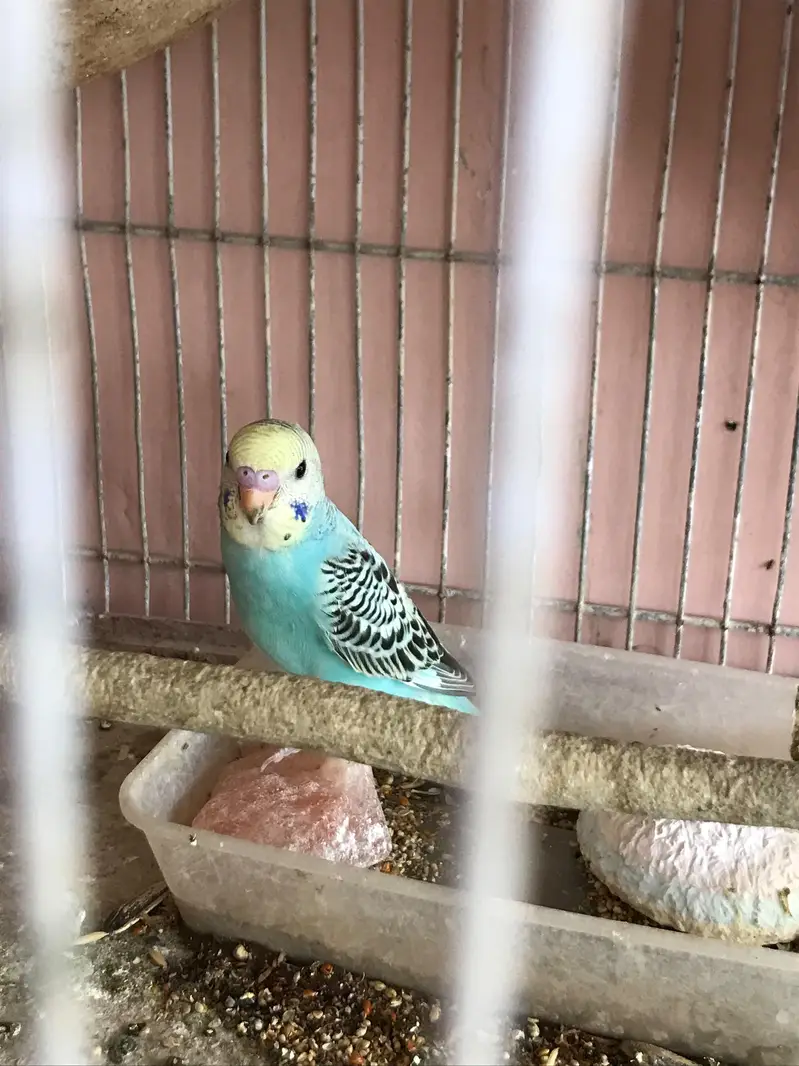 Australian parrot with 4 chicks — photo 8