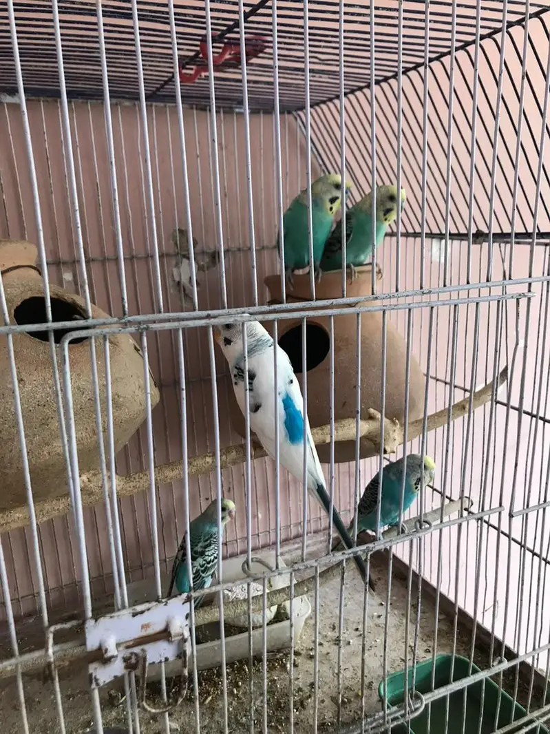 Australian parrot with 4 chicks — photo 9