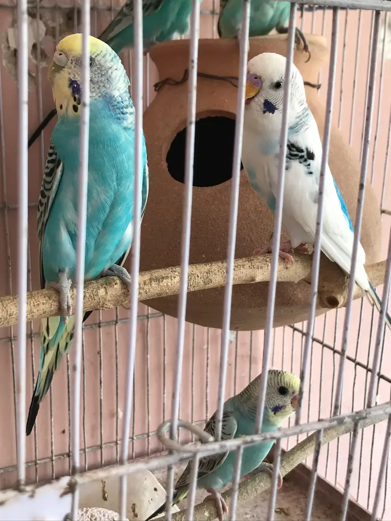 Australian parrot with 4 chicks — photo 10
