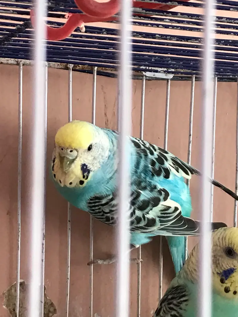 Australian parrot with 4 chicks — photo 11