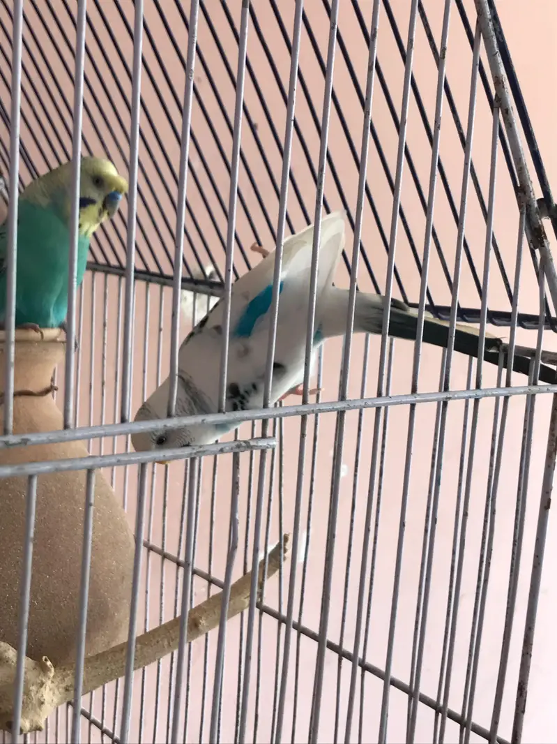 Australian parrot with 4 chicks — photo 12