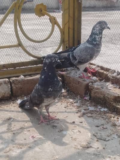 Chapra jora + Golden jora + motiya Wala jora